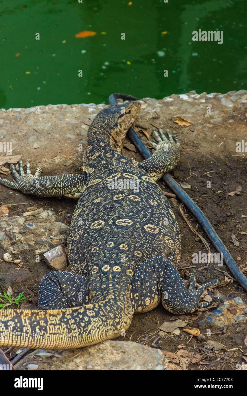 Wild monitor lizard in Lumphini Park, Bangkok, Thailand Stock Photo Alamy