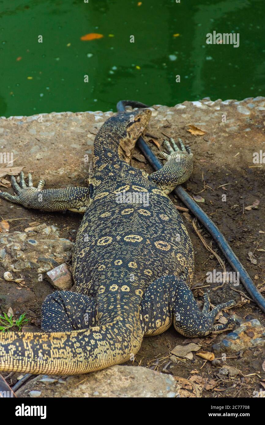 Wild monitor lizard in Lumphini Park, Bangkok, Thailand Stock Photo - Alamy