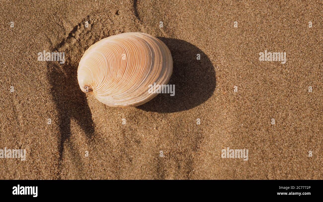 A beached clam (Dosinia anus), a common clam in NZ, left on coarse sand at Otaki beach Stock Photo
