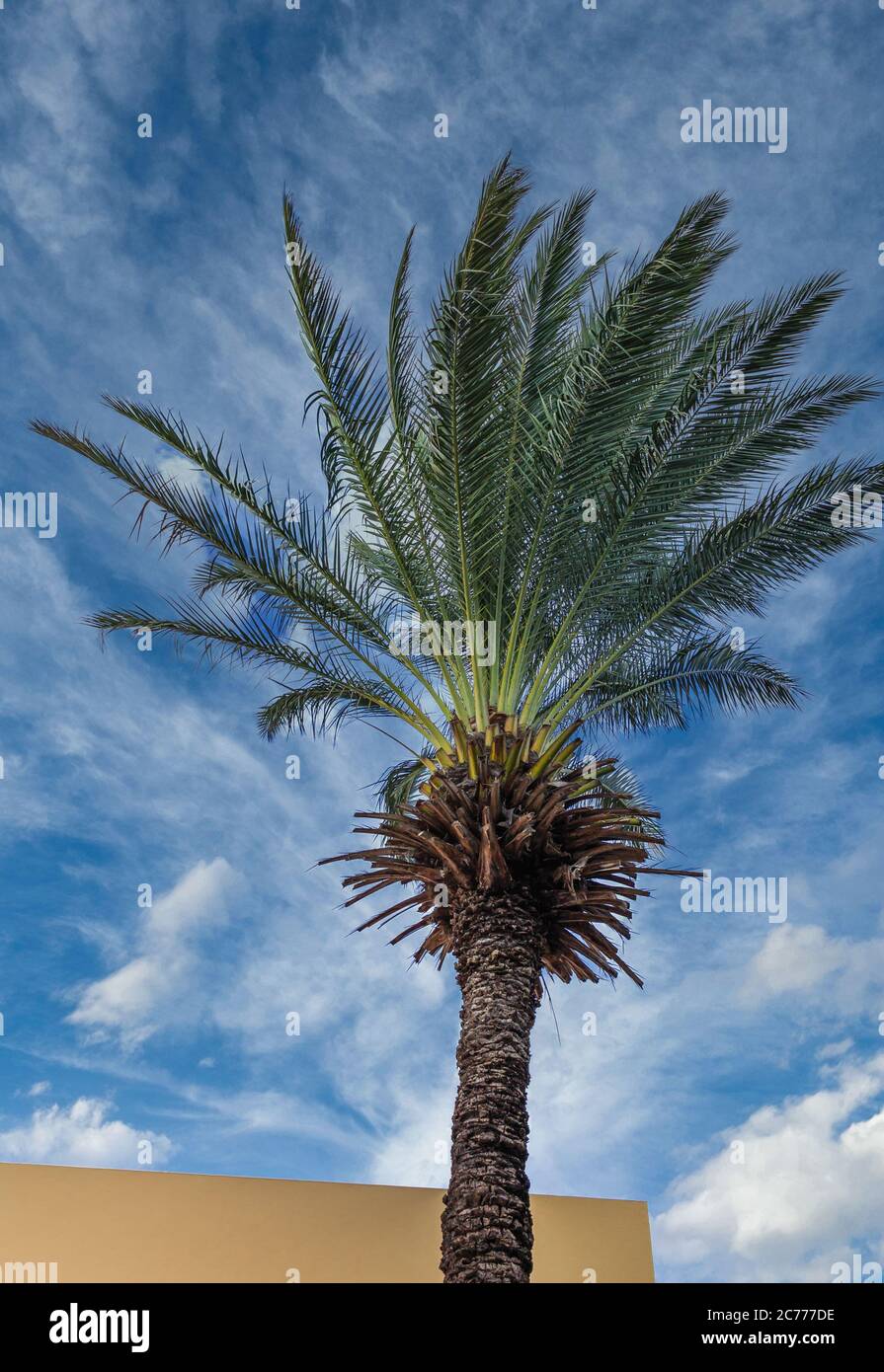 Date palm tree hi-res stock photography and images - Alamy