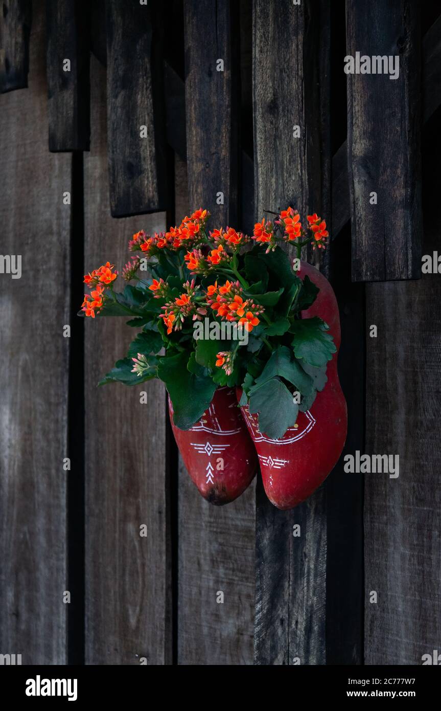 A pair of dutch clogs (Klompen in dutch) hanging on a wood wall as a decoration flower pot inside Holambra Historical Museum, in downtown Holambra. Stock Photo