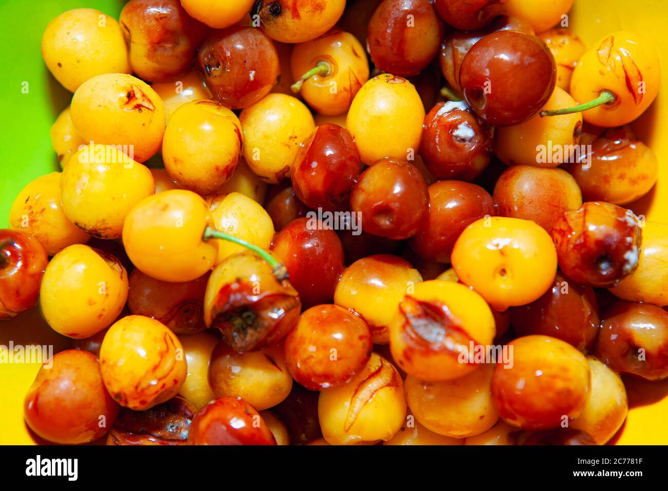 Spoiled and rotten cherries . Inedible fruits Stock Photo - Alamy