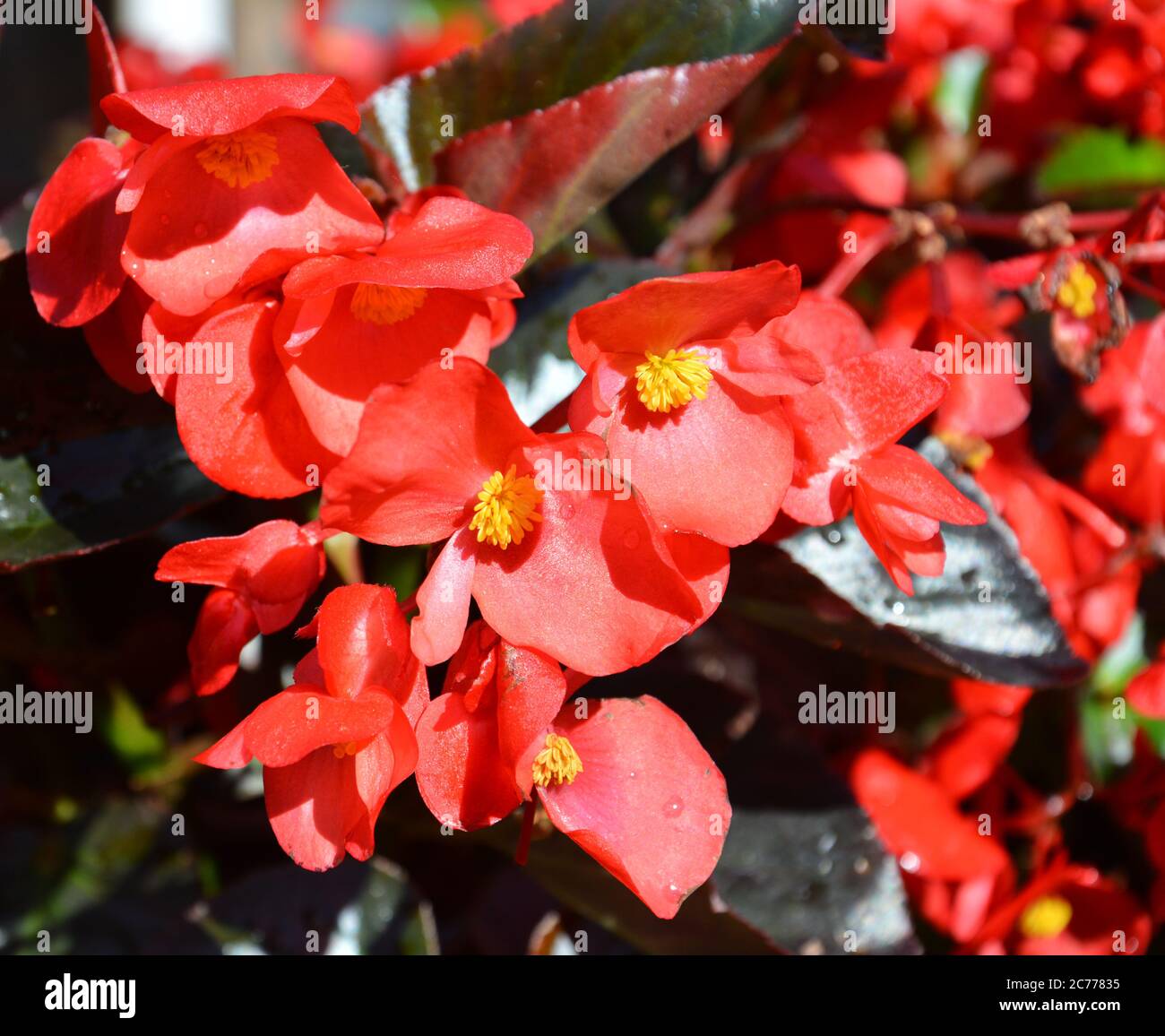 Begonia blossoms with red petals and yellow stamens in sunny morning Stock Photo