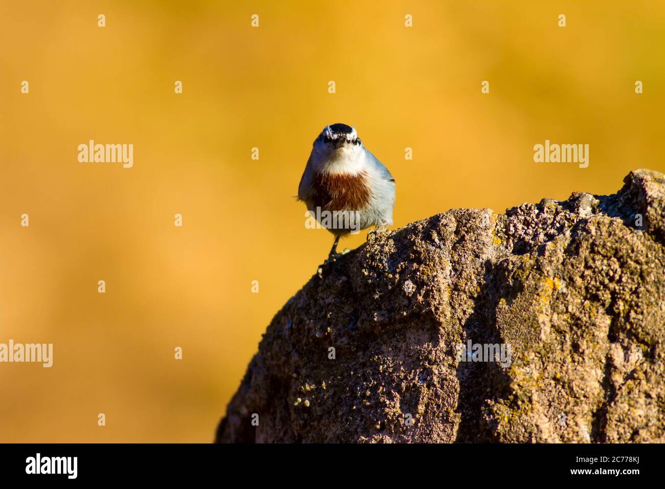 Cute little bird. Nature background. Krupers Nuthatch. Sitta krueperi. Stock Photo