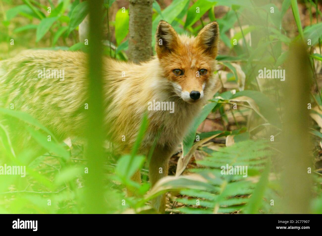 Ezo Red Fox Stock Photo