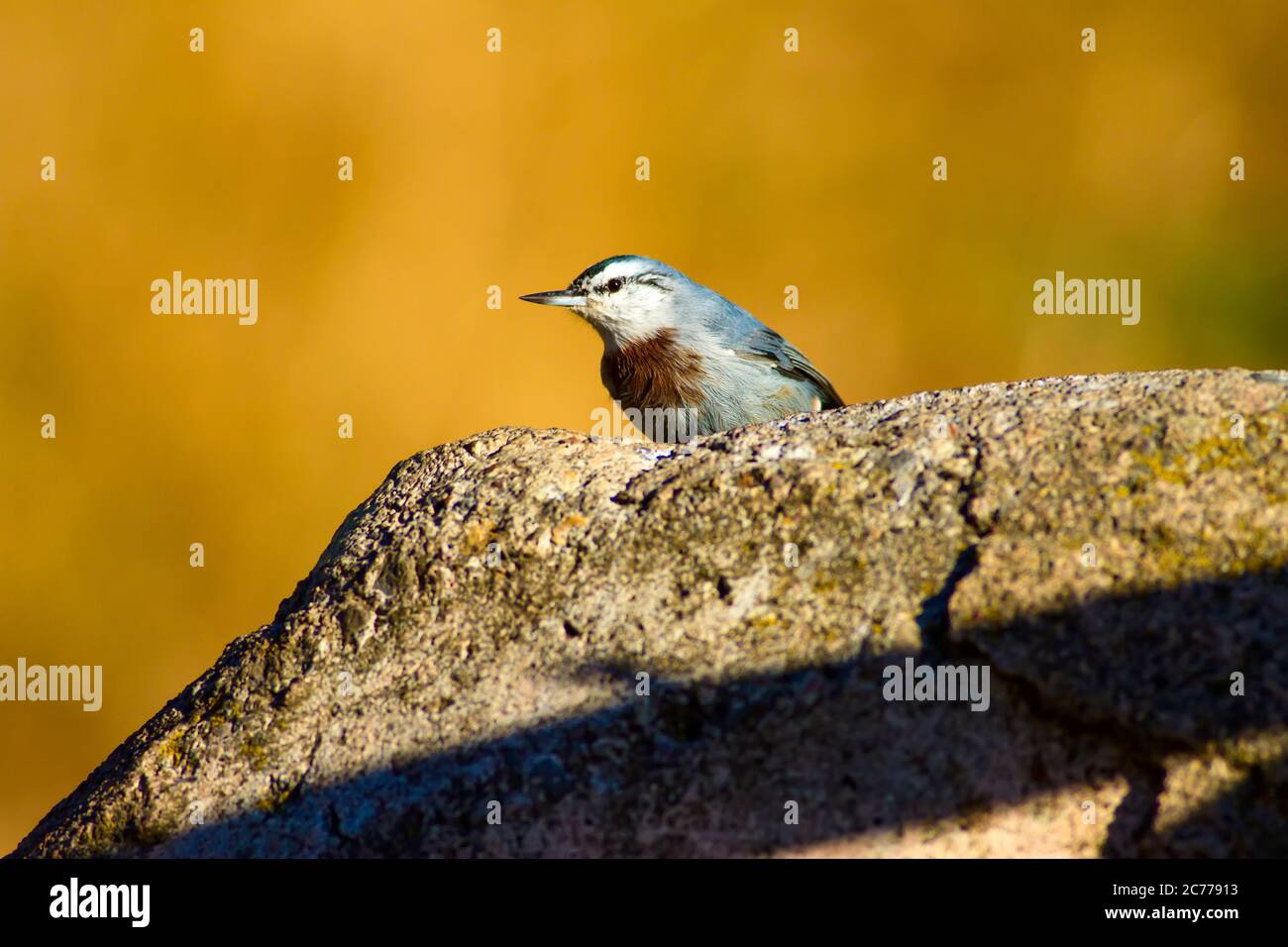 Cute little bird. Nature background. Krupers Nuthatch. Sitta krueperi. Stock Photo