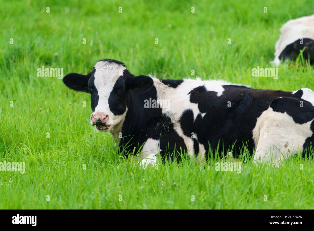 Hokkaido dairy cow hi-res stock photography and images - Alamy