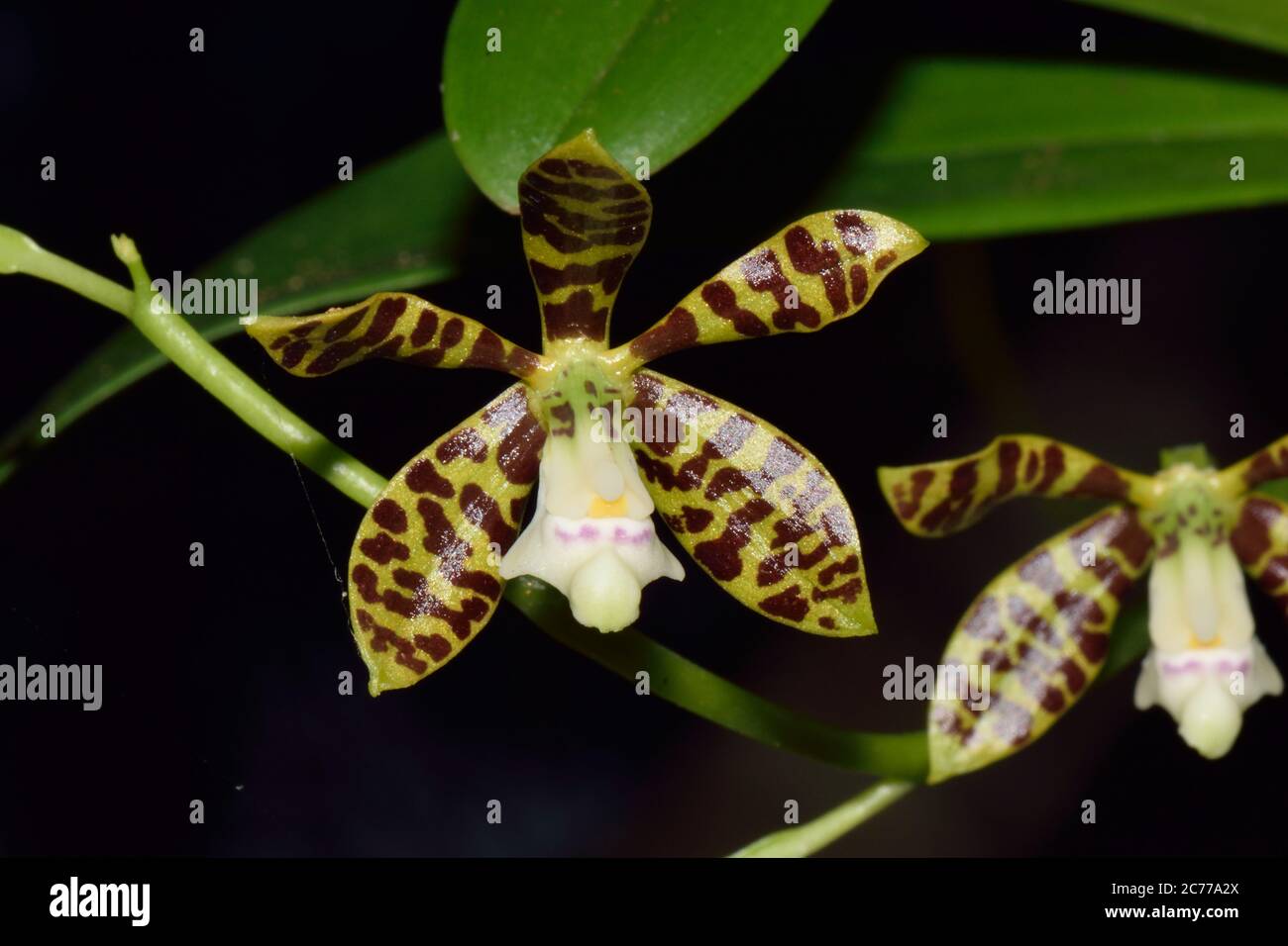 Prosthechea orchid from a Cuban garden Stock Photo