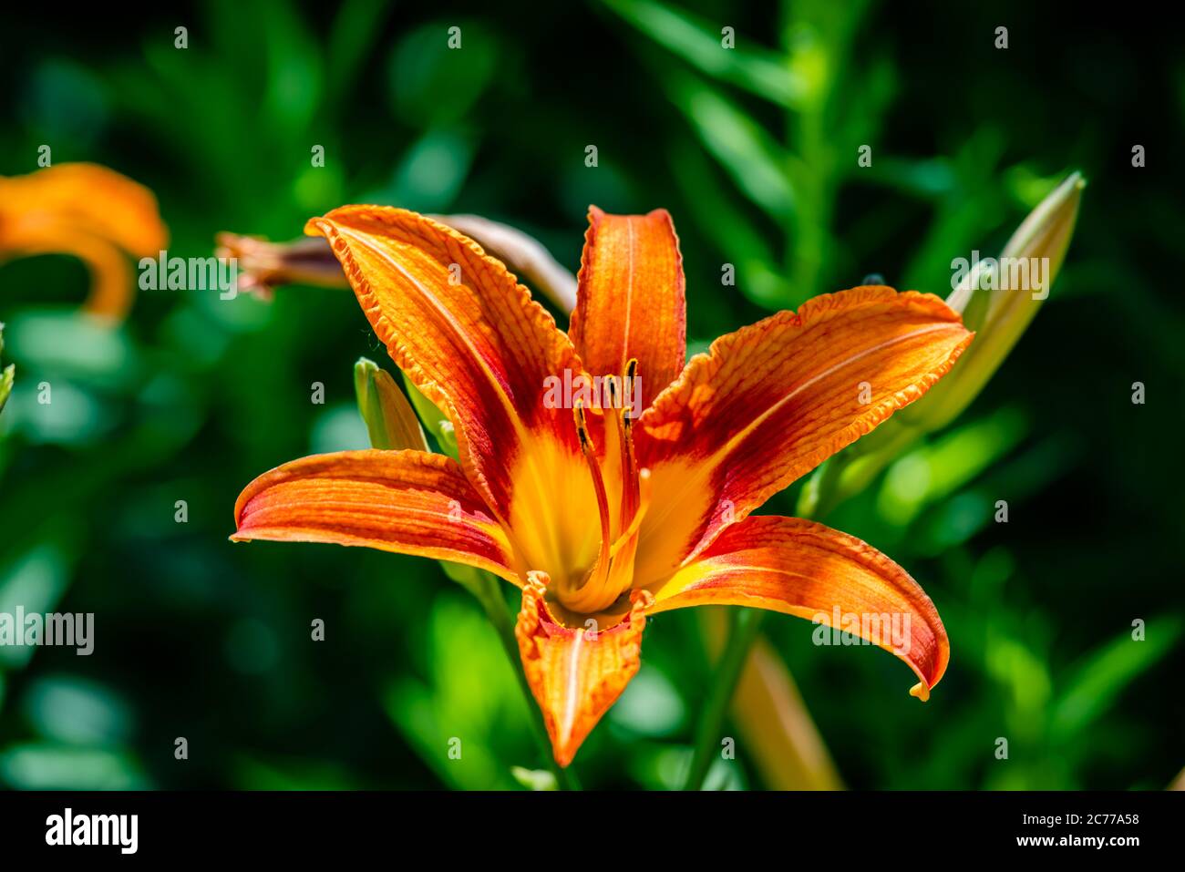 Lily