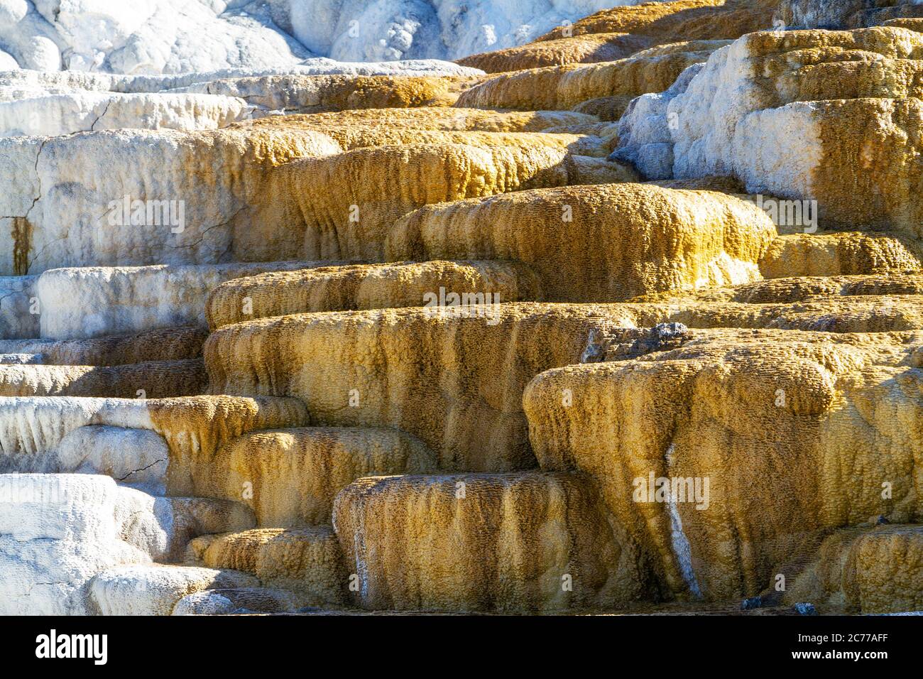Close up of Palette Spring at Mammoth Hot Springs in Yellowstone National Park. Colorful thermophiles create a changing palette dominated by hues of o Stock Photo