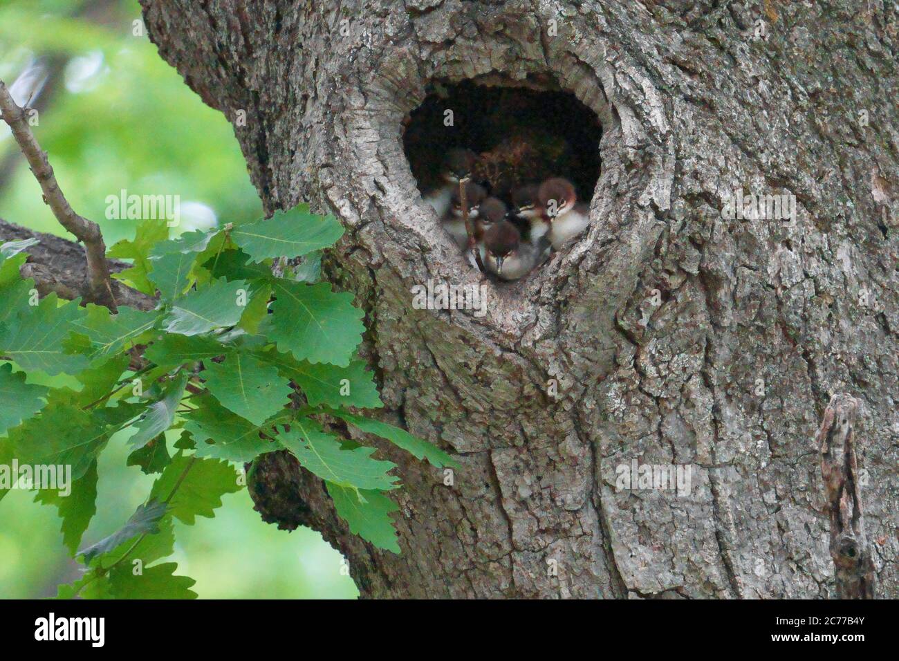 Skin diver hires stock photography and images Alamy