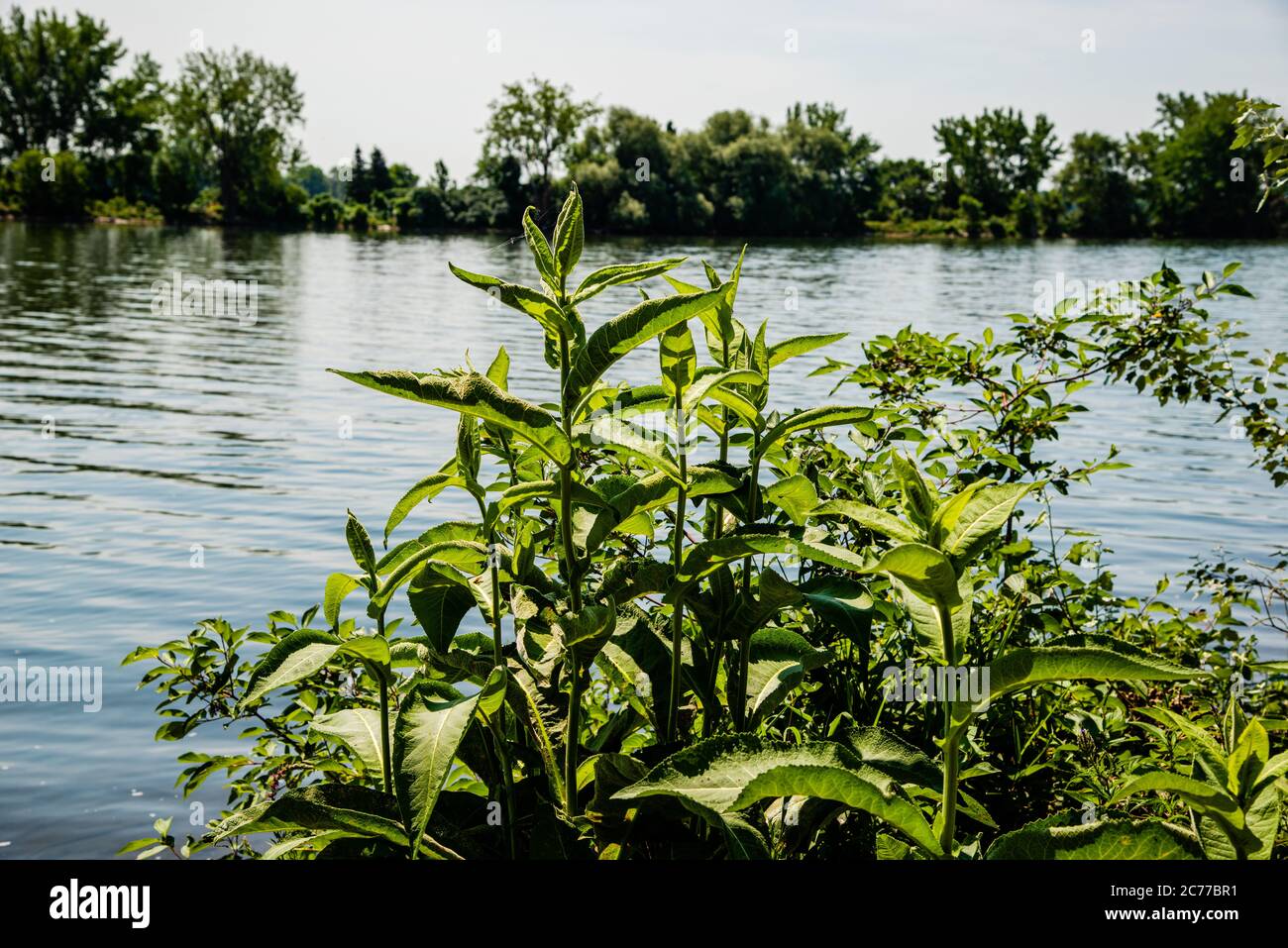 Trees and shrubs riverside hi-res stock photography and images - Alamy