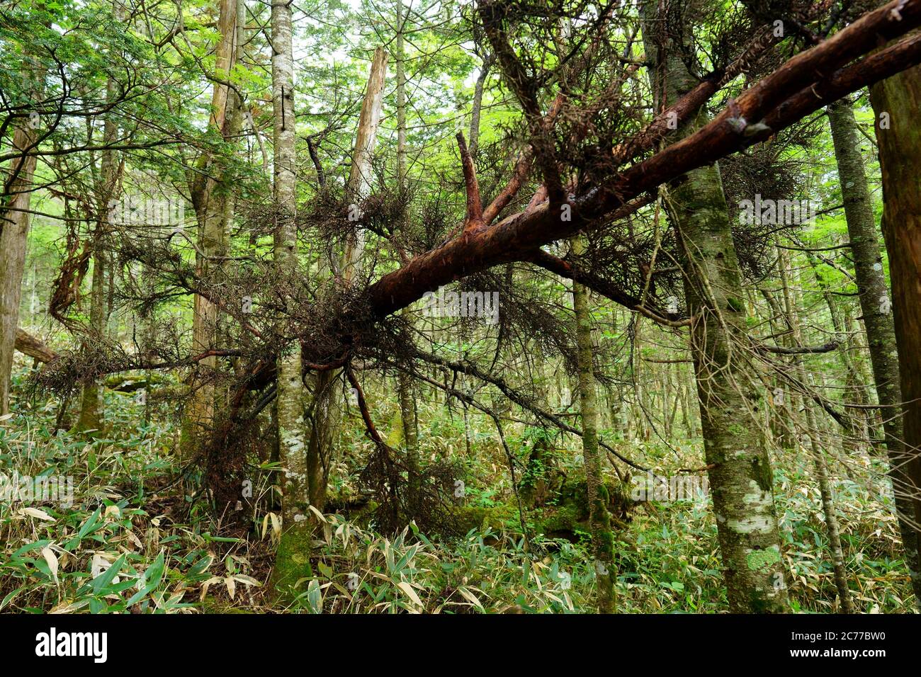 Making the most of fallen tree hi-res stock photography and images - Alamy