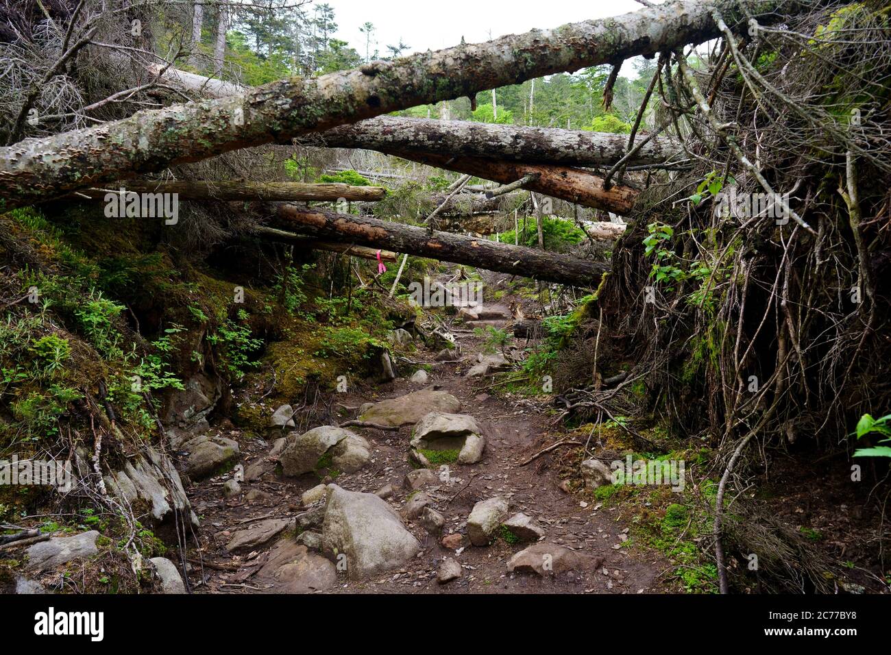 Making the most of fallen tree hi-res stock photography and images - Alamy