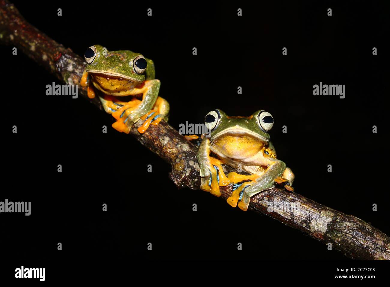 The bleeding toad, fire toad, or Indonesia tree toad (Leptophryne cruentata) is a species of "true toad", family Bufonidae, endemic to Java, Indonesia Stock Photo