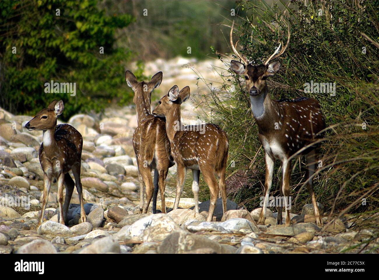 Spotted chittal hi-res stock photography and images - Alamy