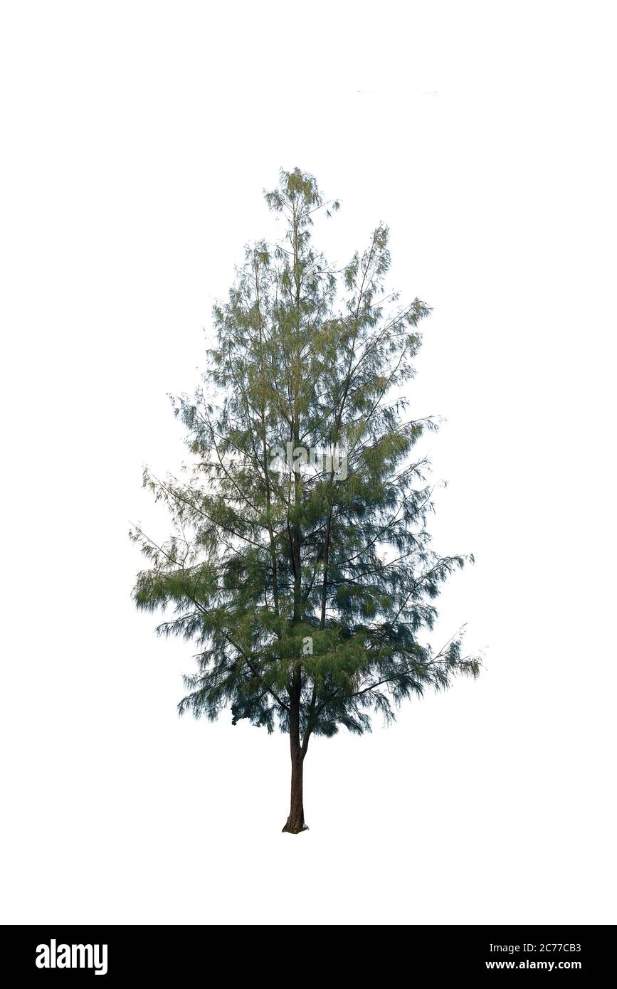 Pine tree or Pinus isolated on white background Stock Photo - Alamy