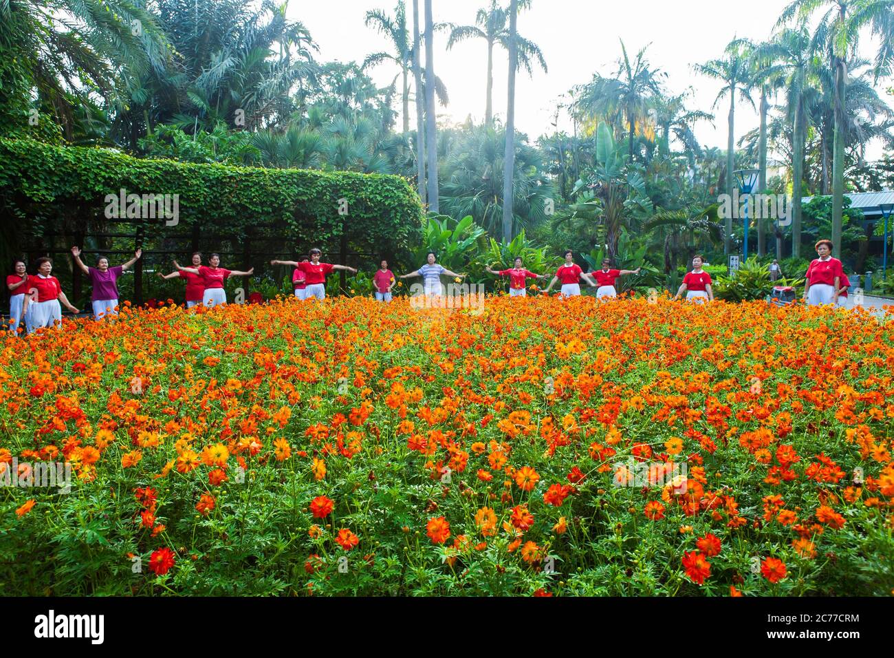 Group of middle-aged to elderly woman having their early morning exercise in front of school of orange colour flowers Stock Photo