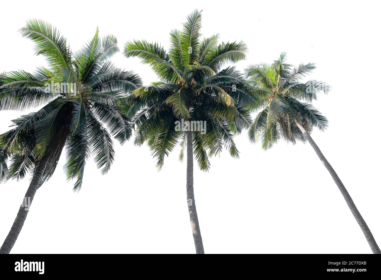 Coconut tree isolated on white background Stock Photo