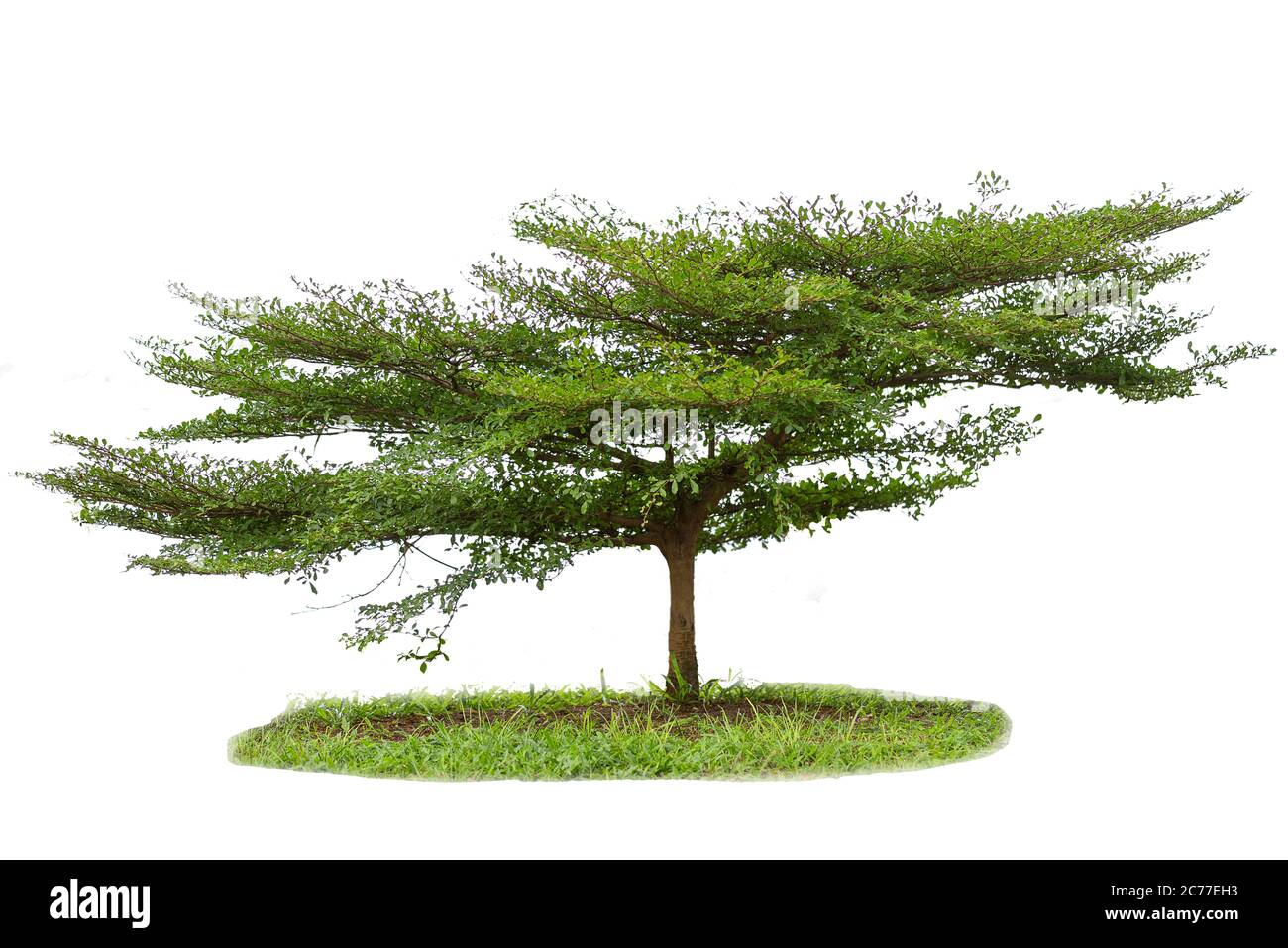 Terminalia ivorensis tree isolated on white background Stock Photo