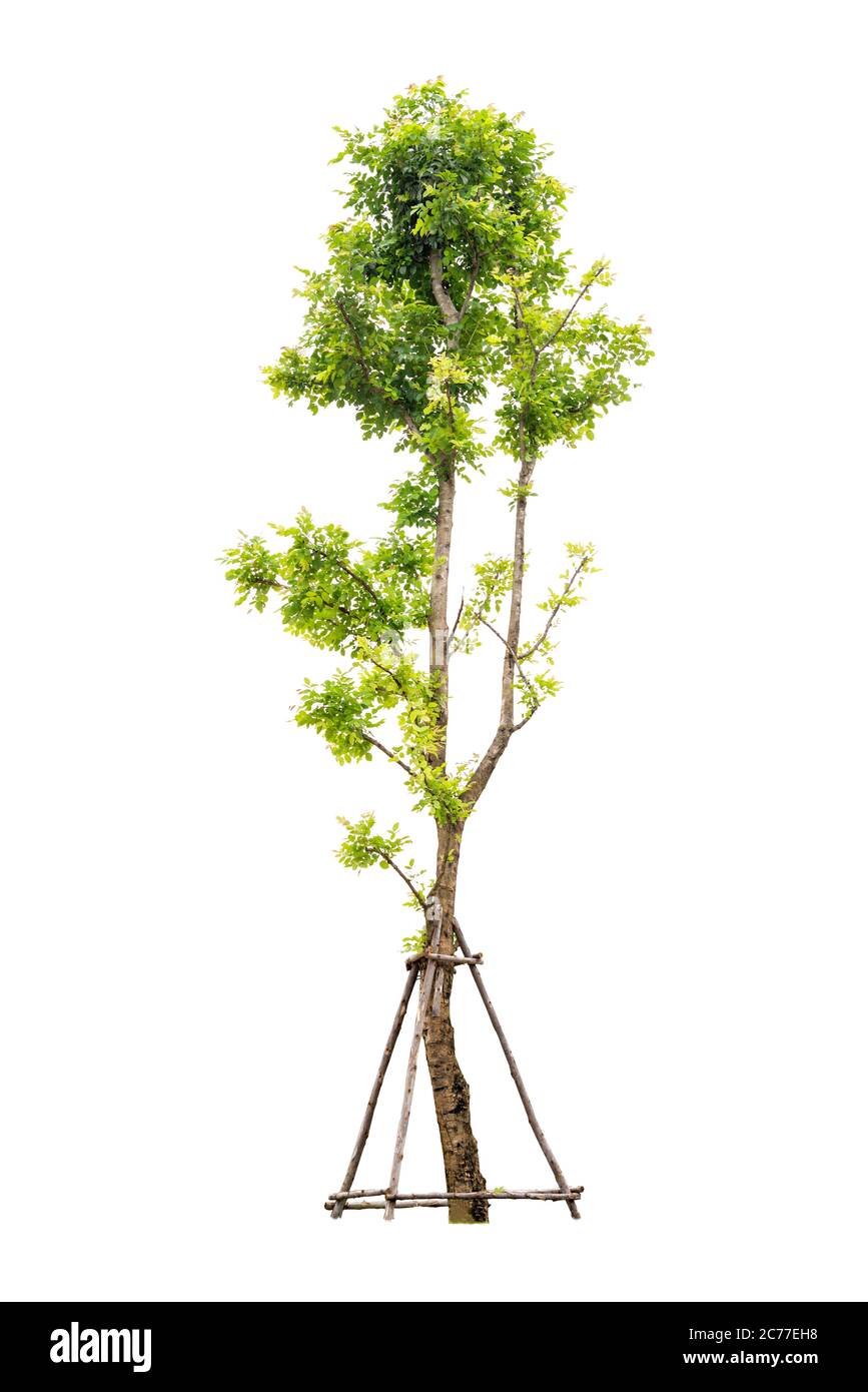 Trees isolated on white background with Clipping path Stock Photo