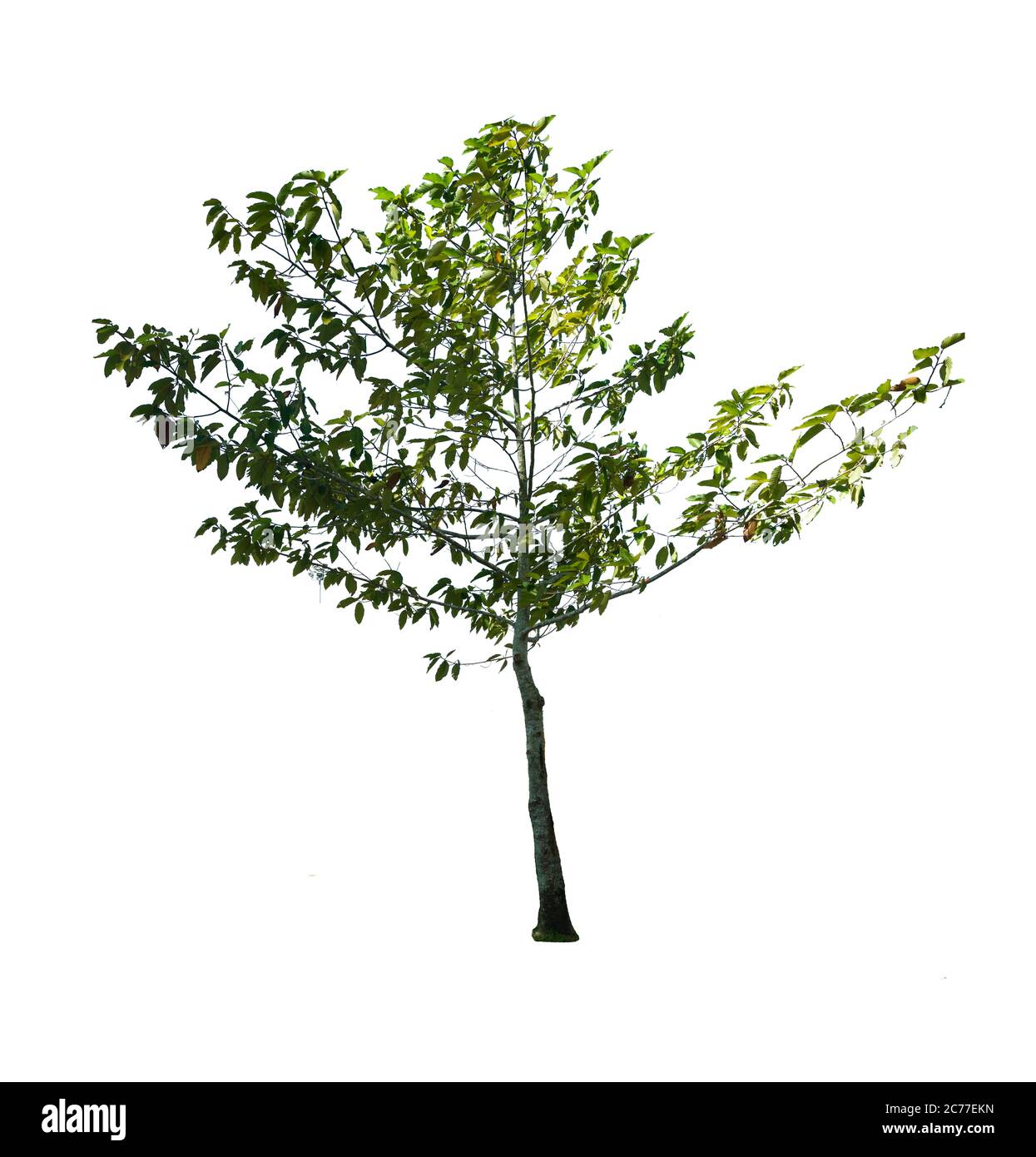 Trees isolated on white background Stock Photo