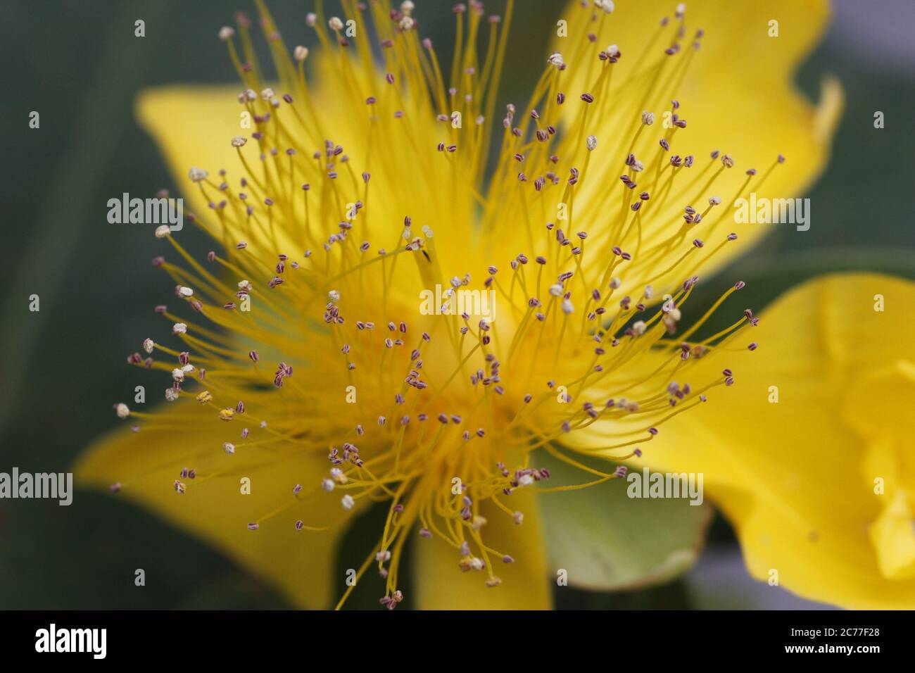 Yellow flower are in bloom. have a lot of stamens. the beauty of a flower that is blooming. Macro Flower. Stock Photo