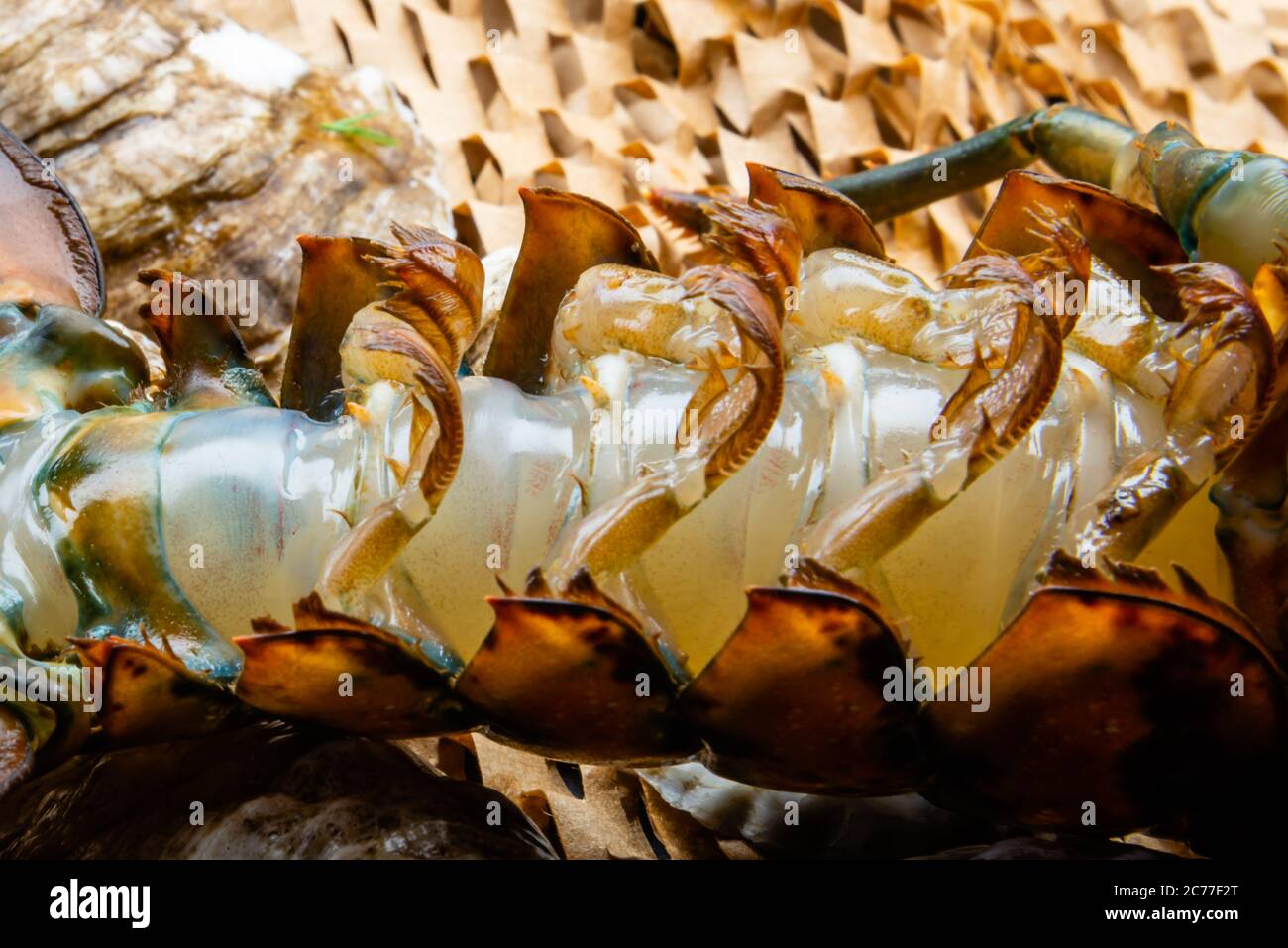 Lobster in the fishing net Stock Photo - Alamy