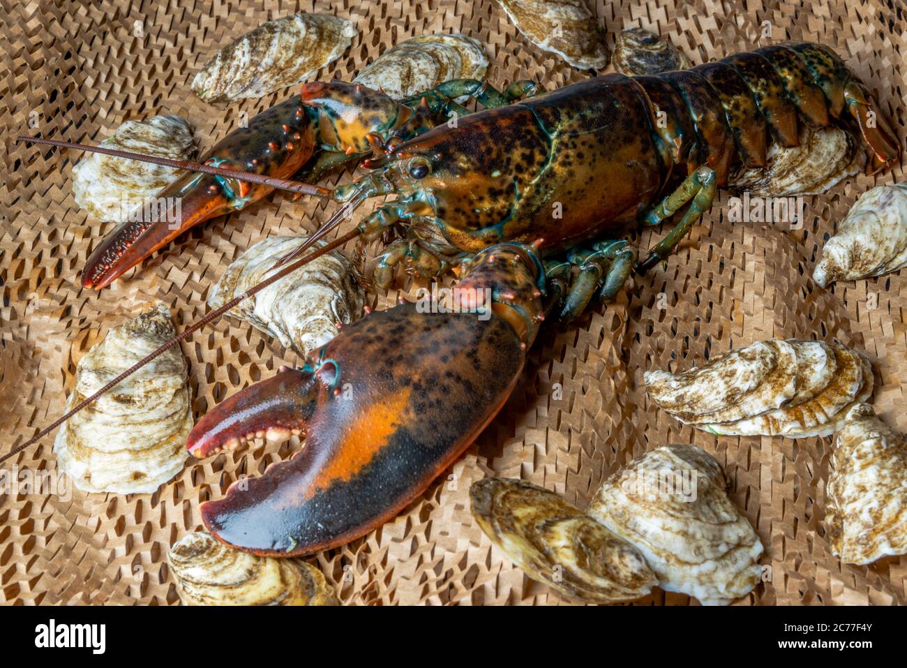 Lobster in the fishing net Stock Photo - Alamy