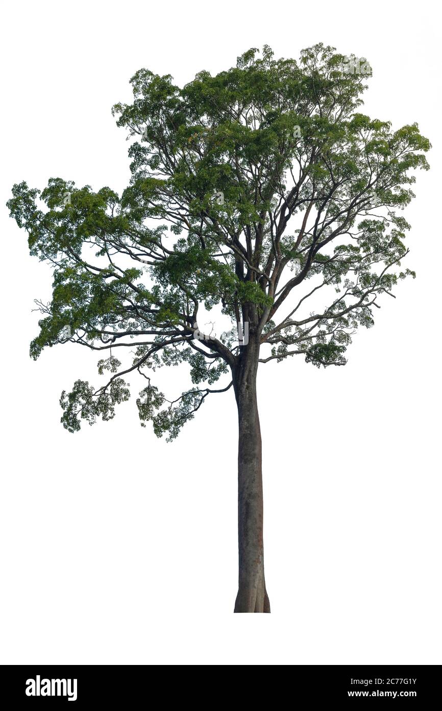 Big Tree isolated on white background. Stock Photo