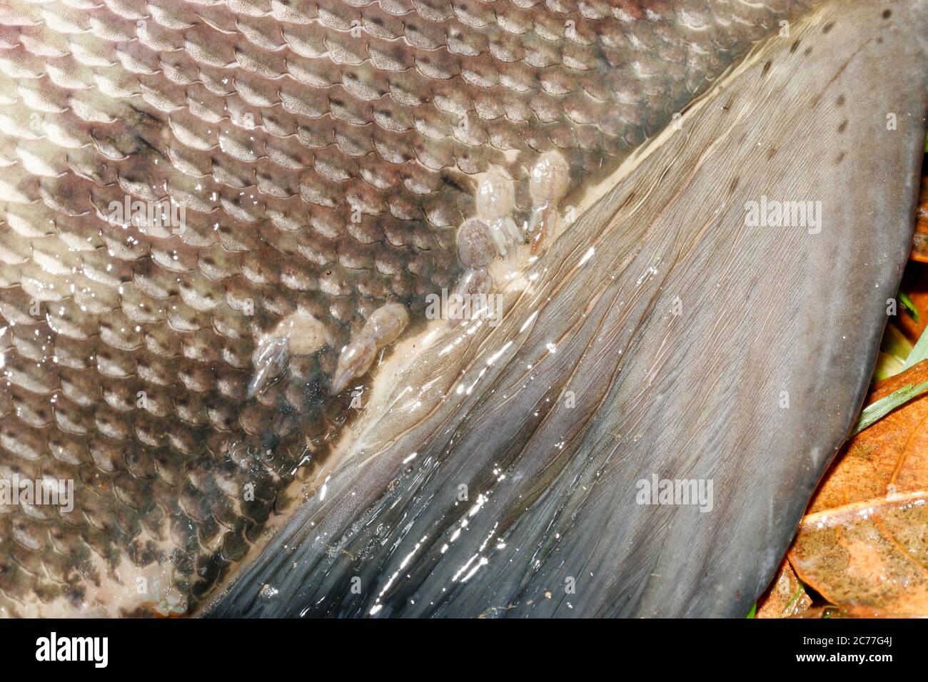Several salmon louse (Lepeophtheirus salmonis) found on a Chum salmon caught in the Puntledge River in Courtenay, British Columbia, Canada. Stock Photo