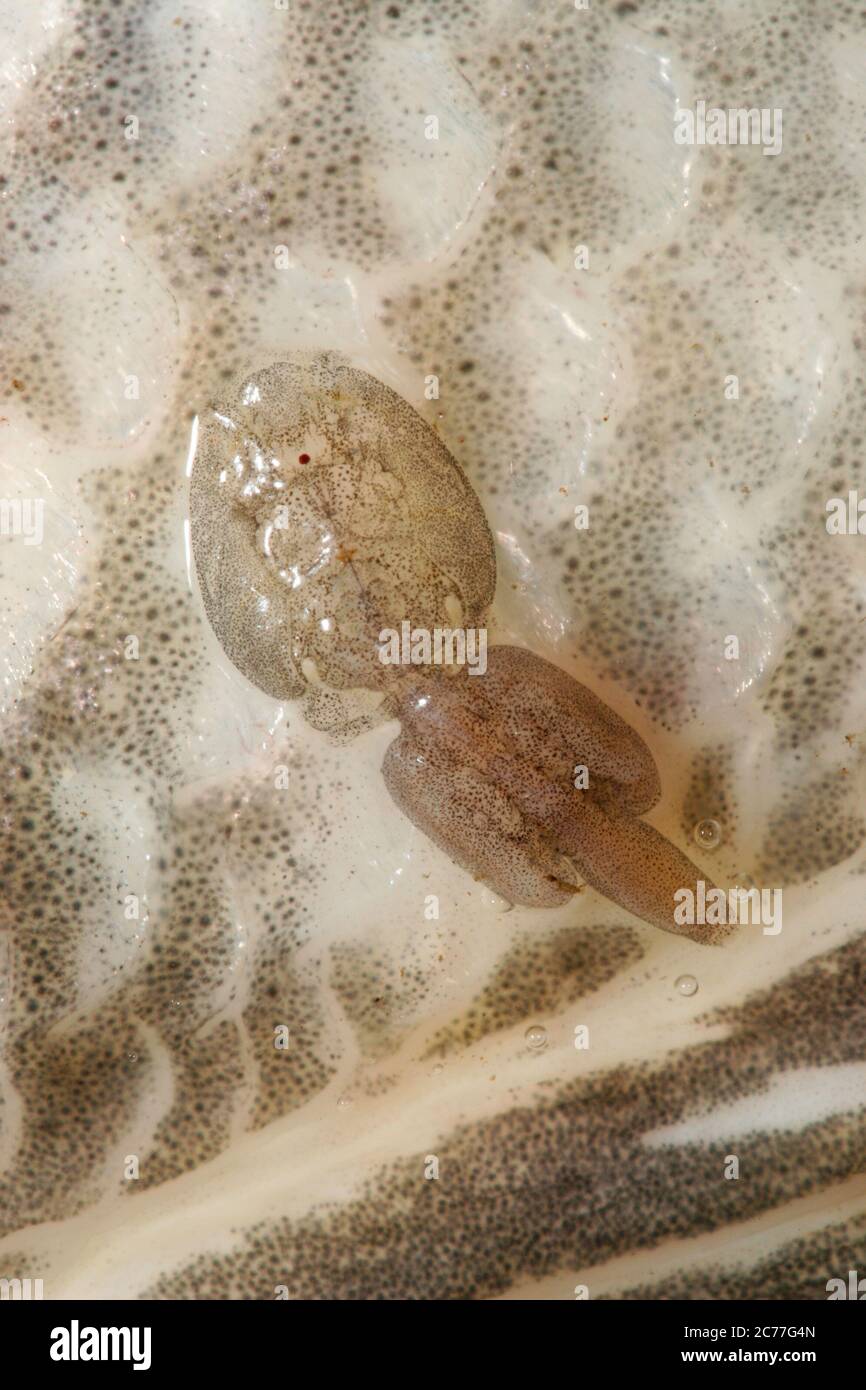 A closeup of a salmon louse (Lepeophtheirus salmonis) found on a Chum salmon caught in the Puntledge River in Courtenay, British Columbia, Canada. Stock Photo