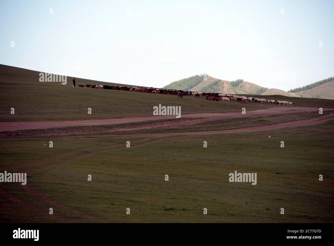 A Mongolian man herding his cattle over the vast steppe. Gorkhi-Terelj ...