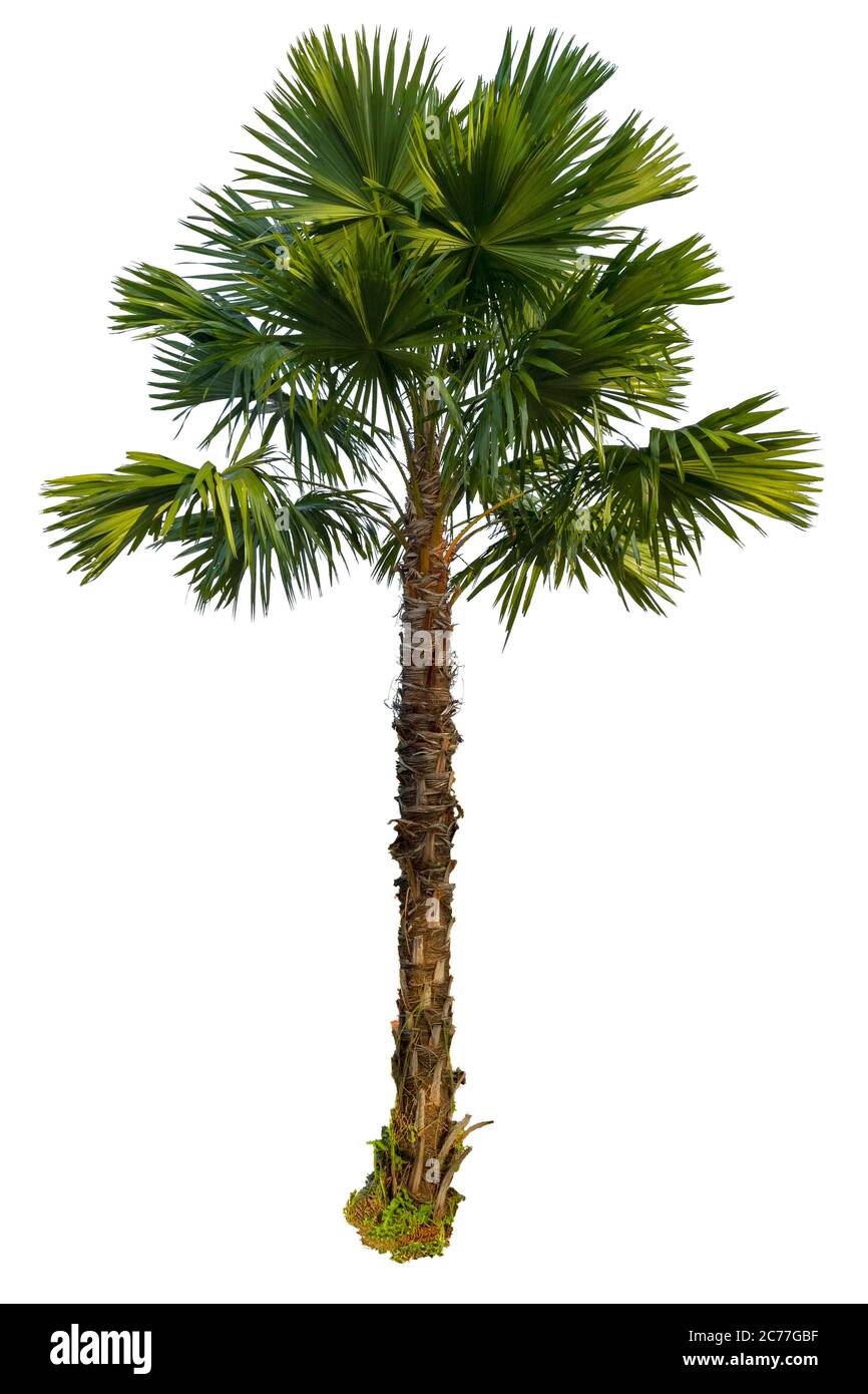 Palm tree isolated on white background Stock Photo