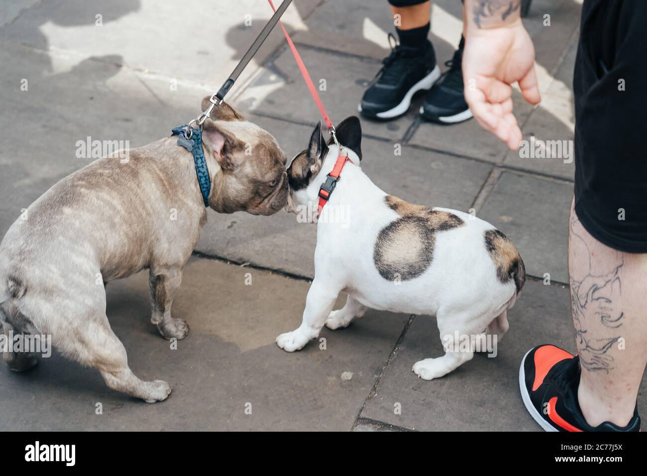 Pups playing on the streets Stock Photo