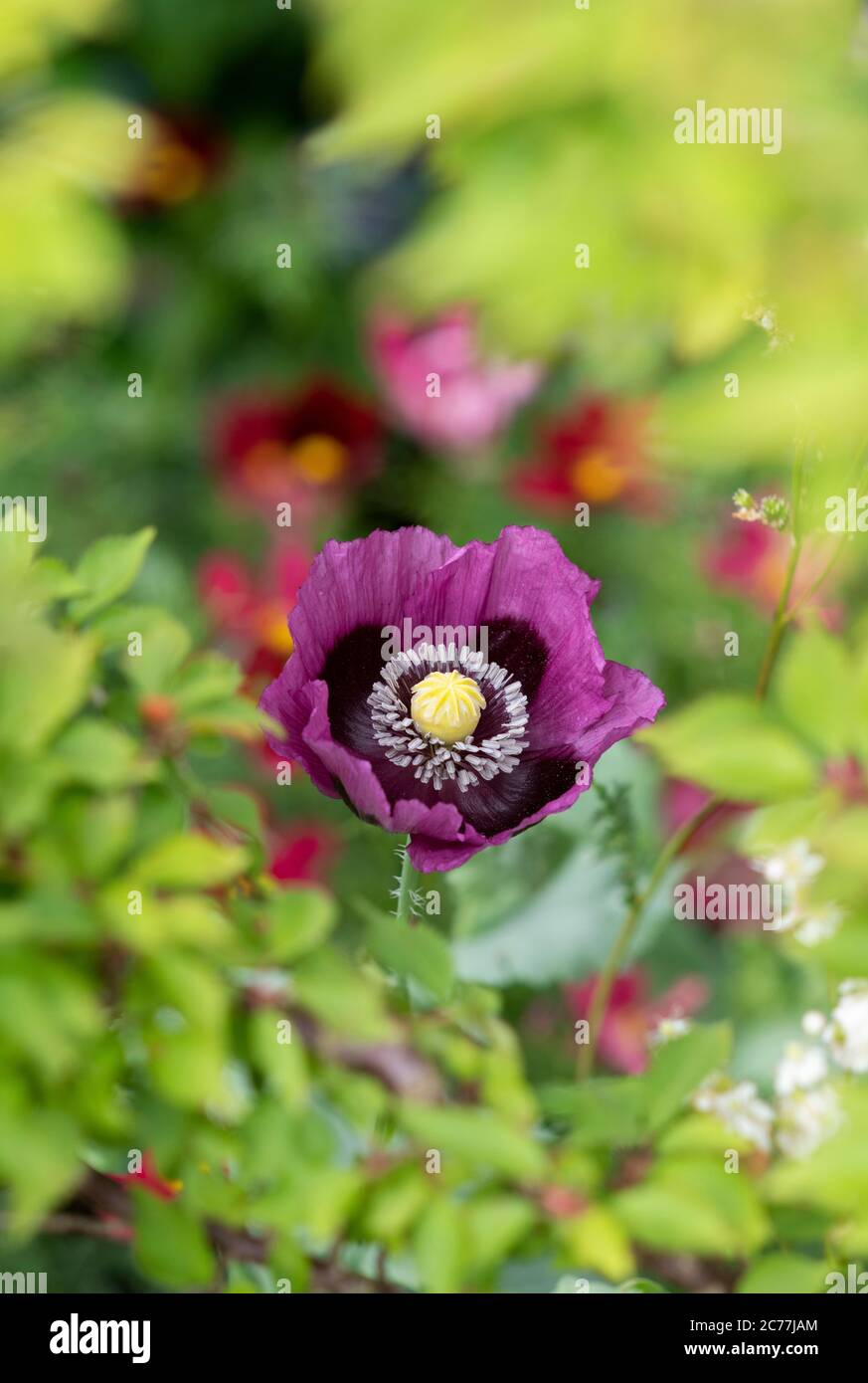 Papaver somniferum opium poppy hi-res stock photography and images - Alamy