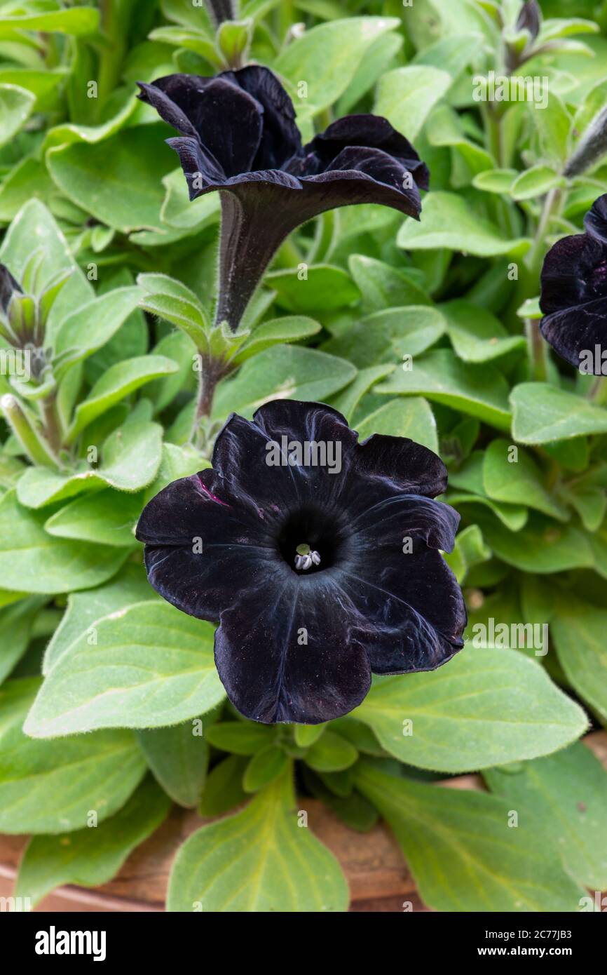 Petunia x hybrida. Petunia 'Black Velvet' flowers Stock Photo