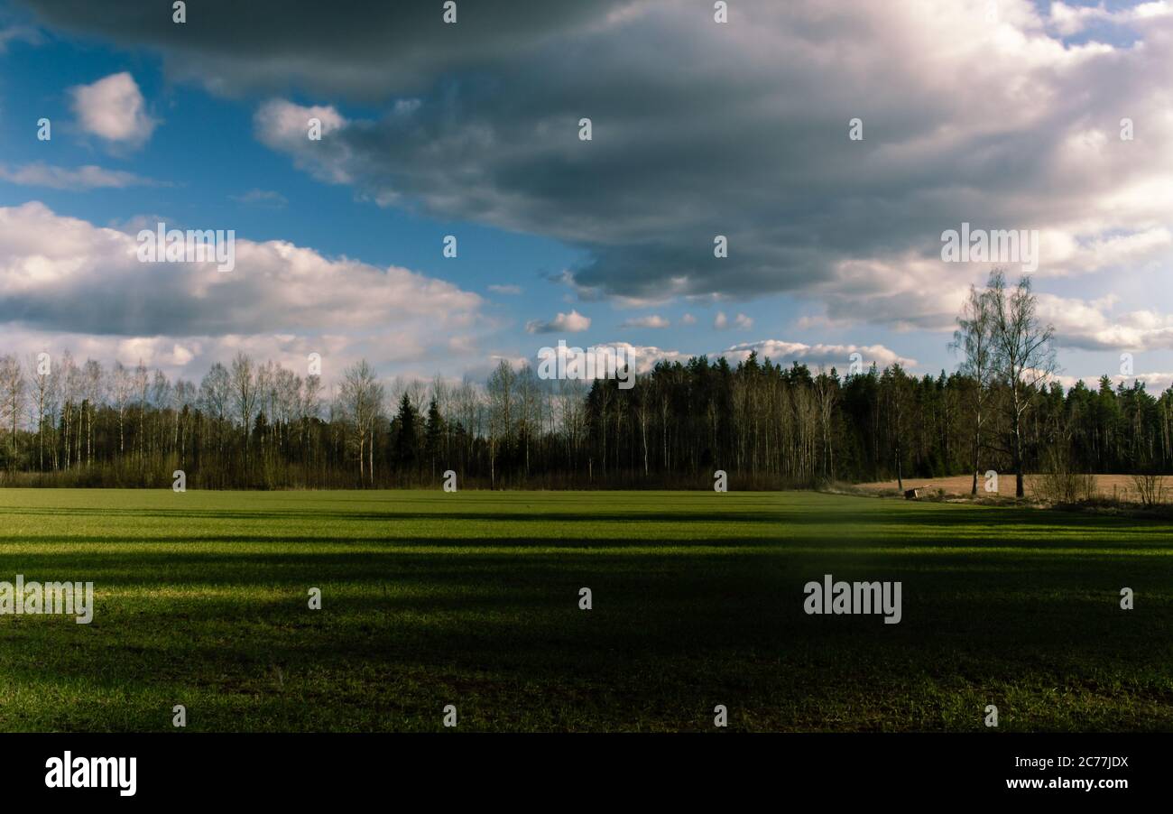 Green grass meadow field at sunset time, forest background Stock Photo ...