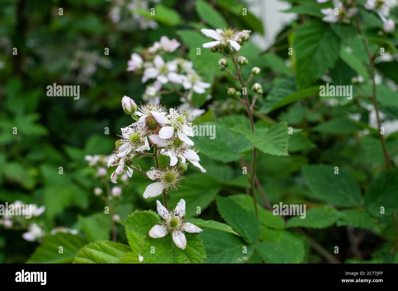 different stages of ripening bramble fruits and blossoms with white ...