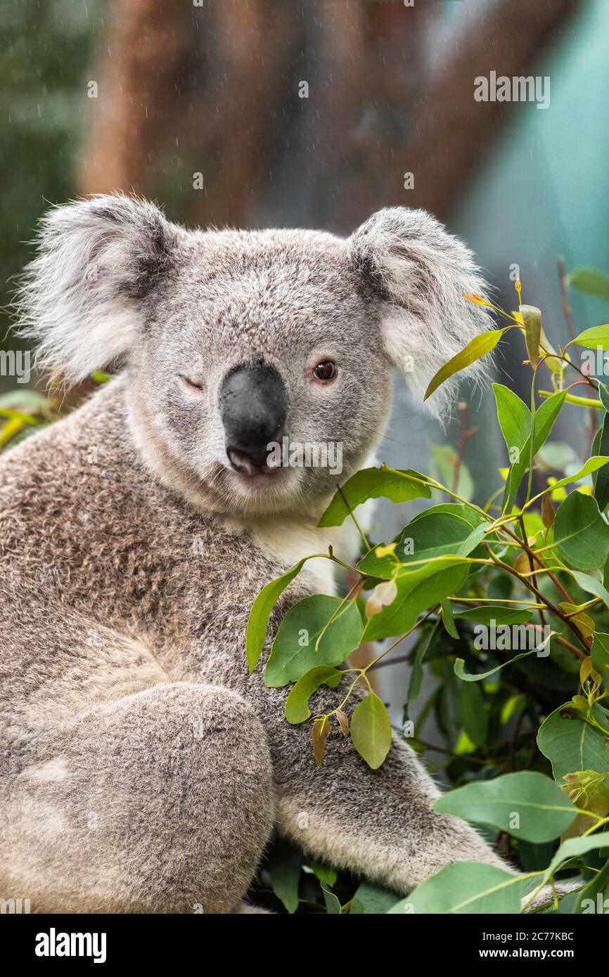Funny koala animal winking blinking cute wink at camera at Sydney Zoo