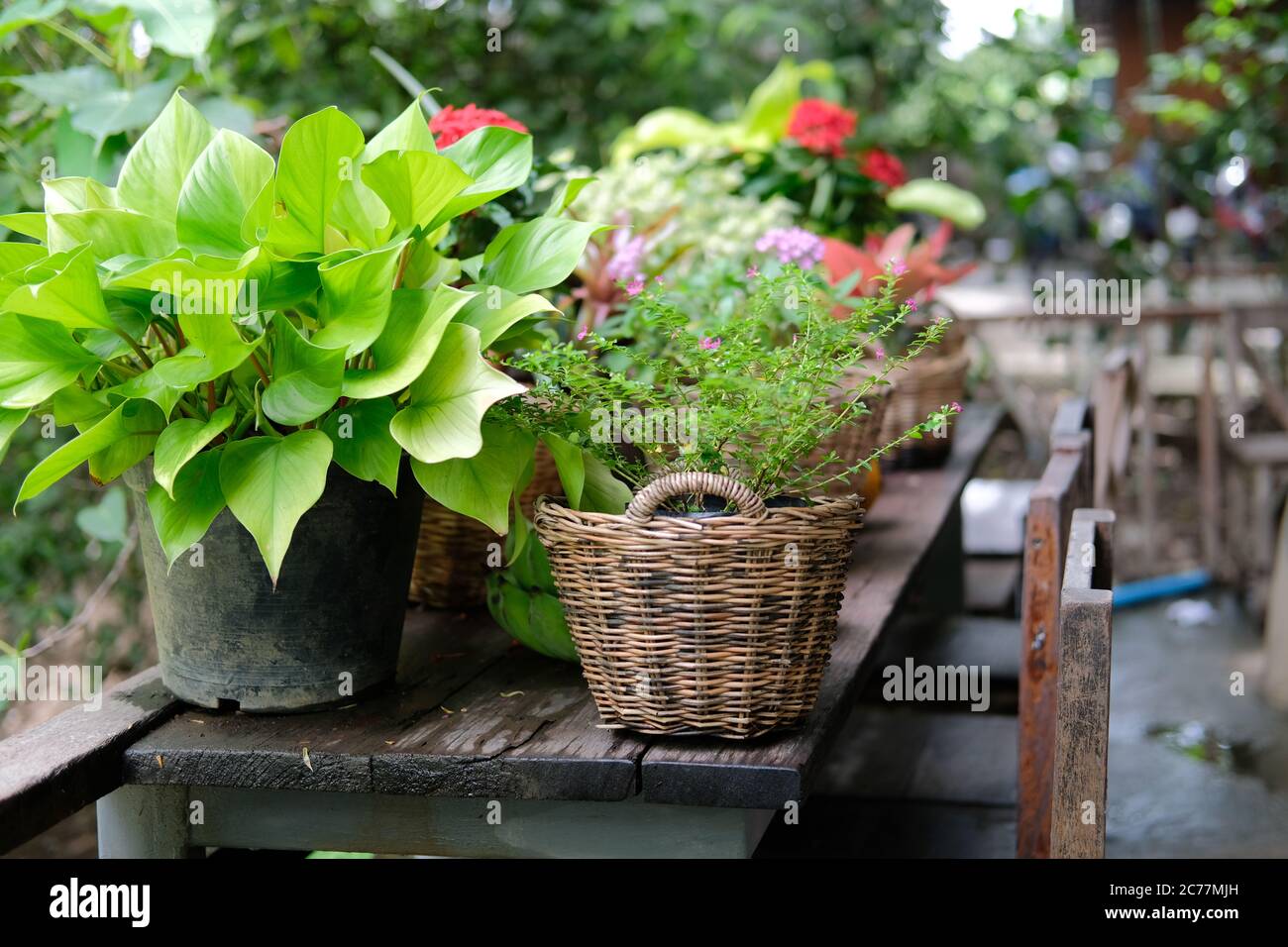 flower & green plant leaves in wicker basket decorating on terrace balcony Stock Photo