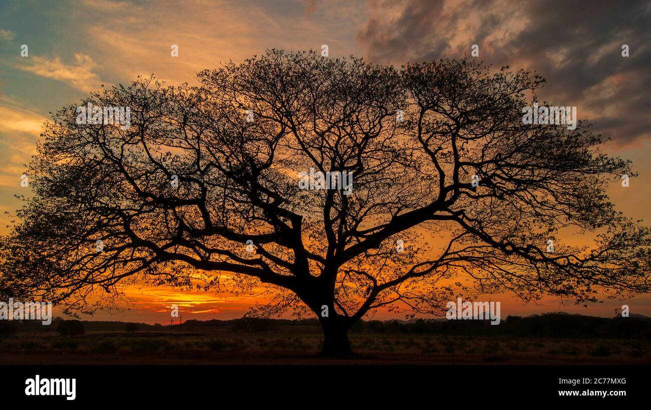 Beautiful tree silhoutte in sunset in Choluteca Stock Photo