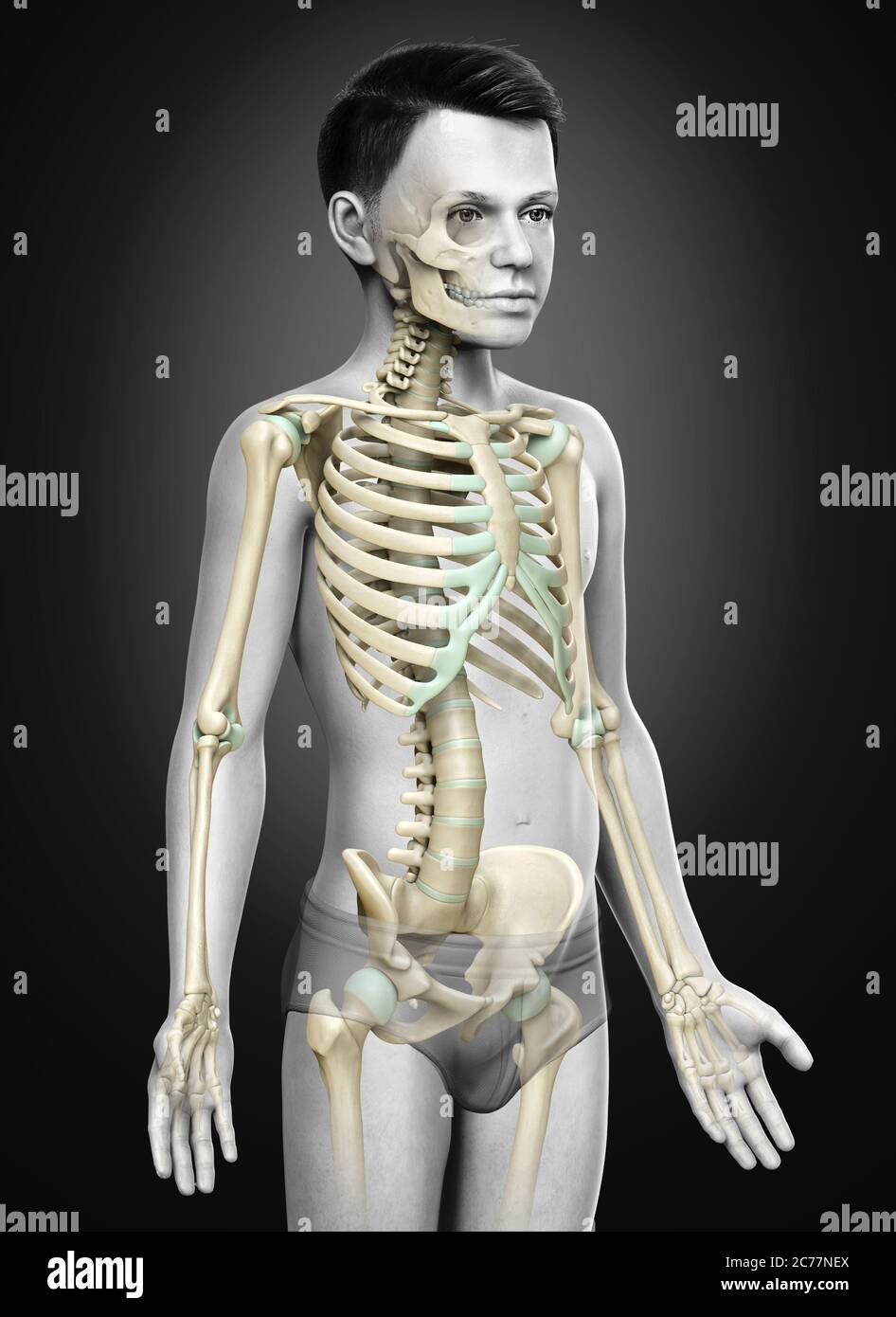 3d rendered, medically accurate illustration of a young boy skeleton ...