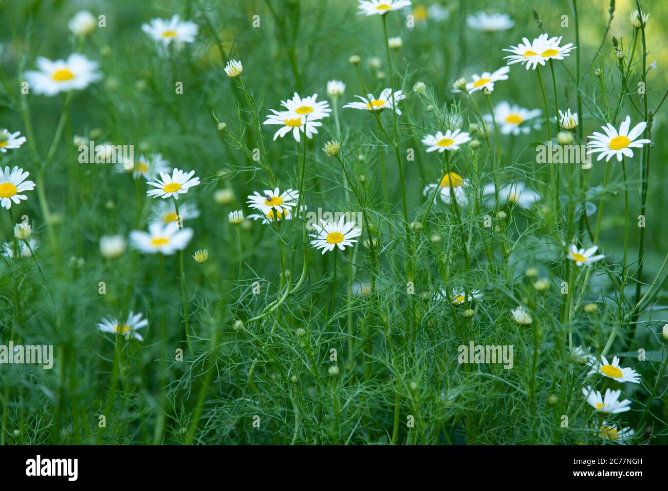 Chamomile flowers in a green meadow on a the sunny summer day Stock ...