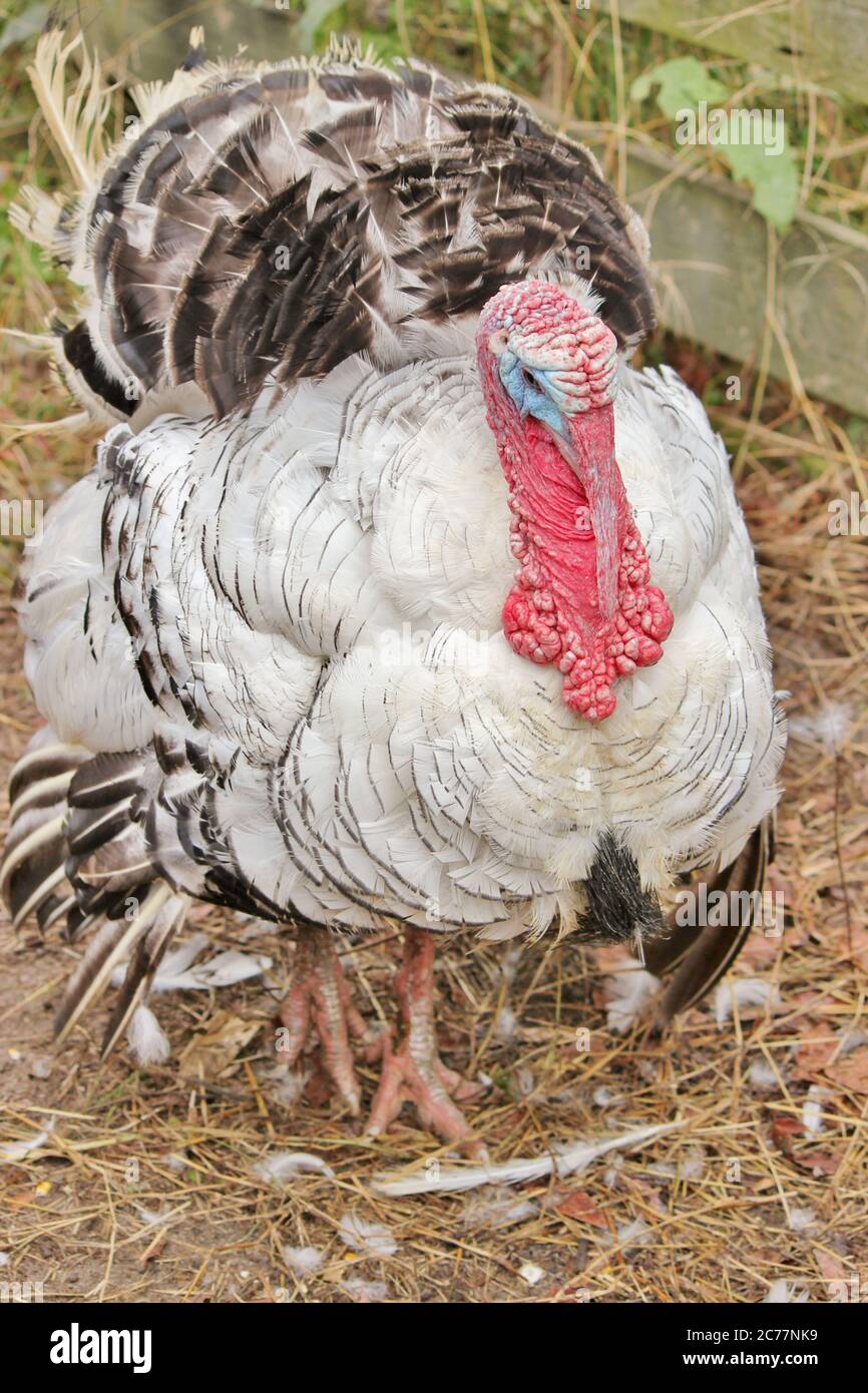 Turkey broad breasted white hires stock photography and images Alamy