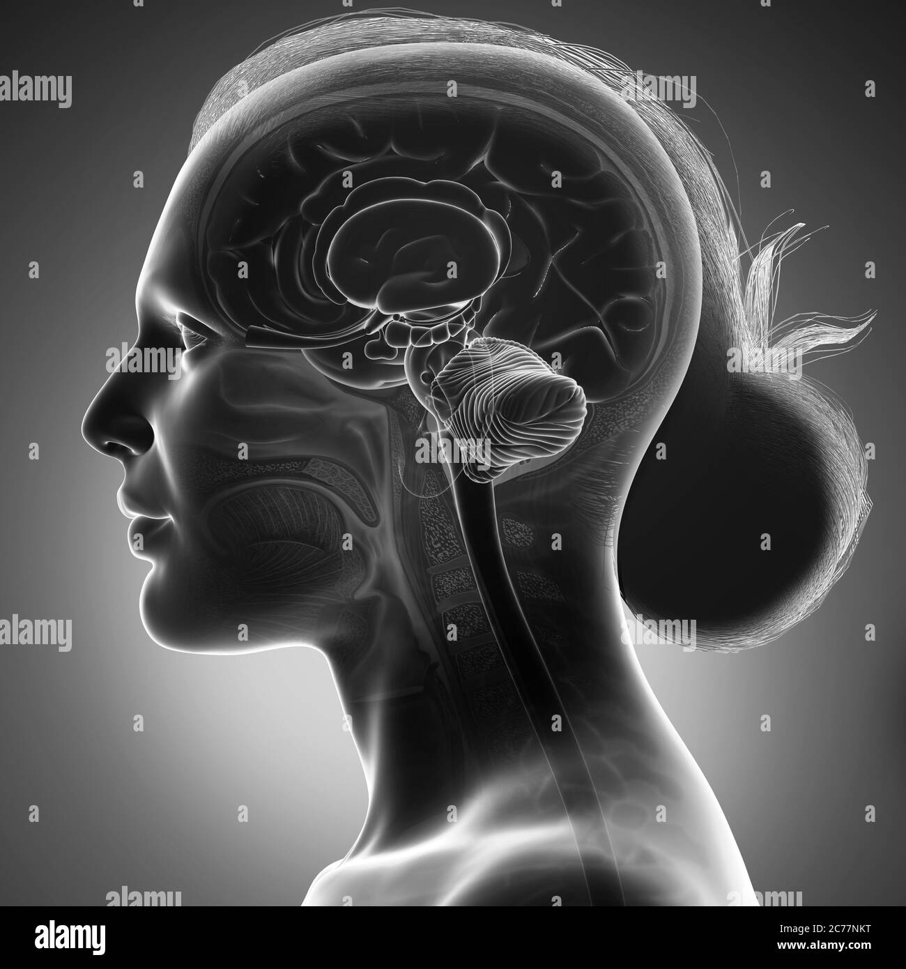 3d rendered medically accurate illustration of a female head anatomy Stock Photo