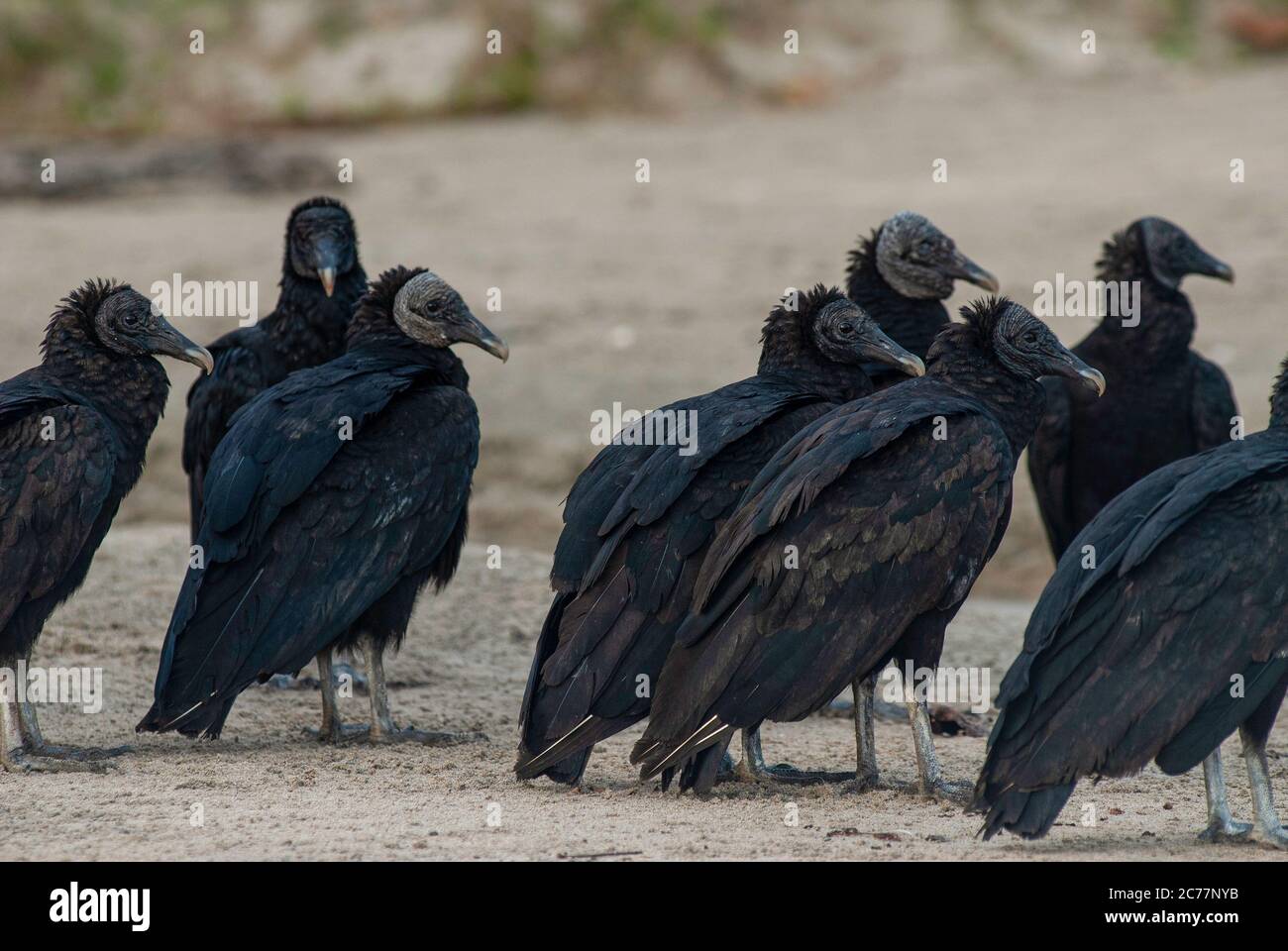 American Black Vultures, Coiba National Park, Panama Stock Photo