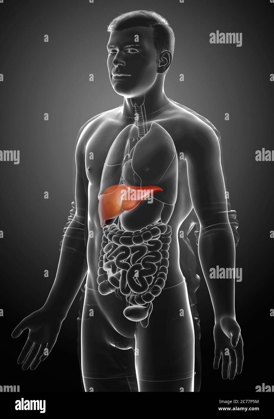 3d rendered, medically accurate illustration of male Liver Anatomy ...