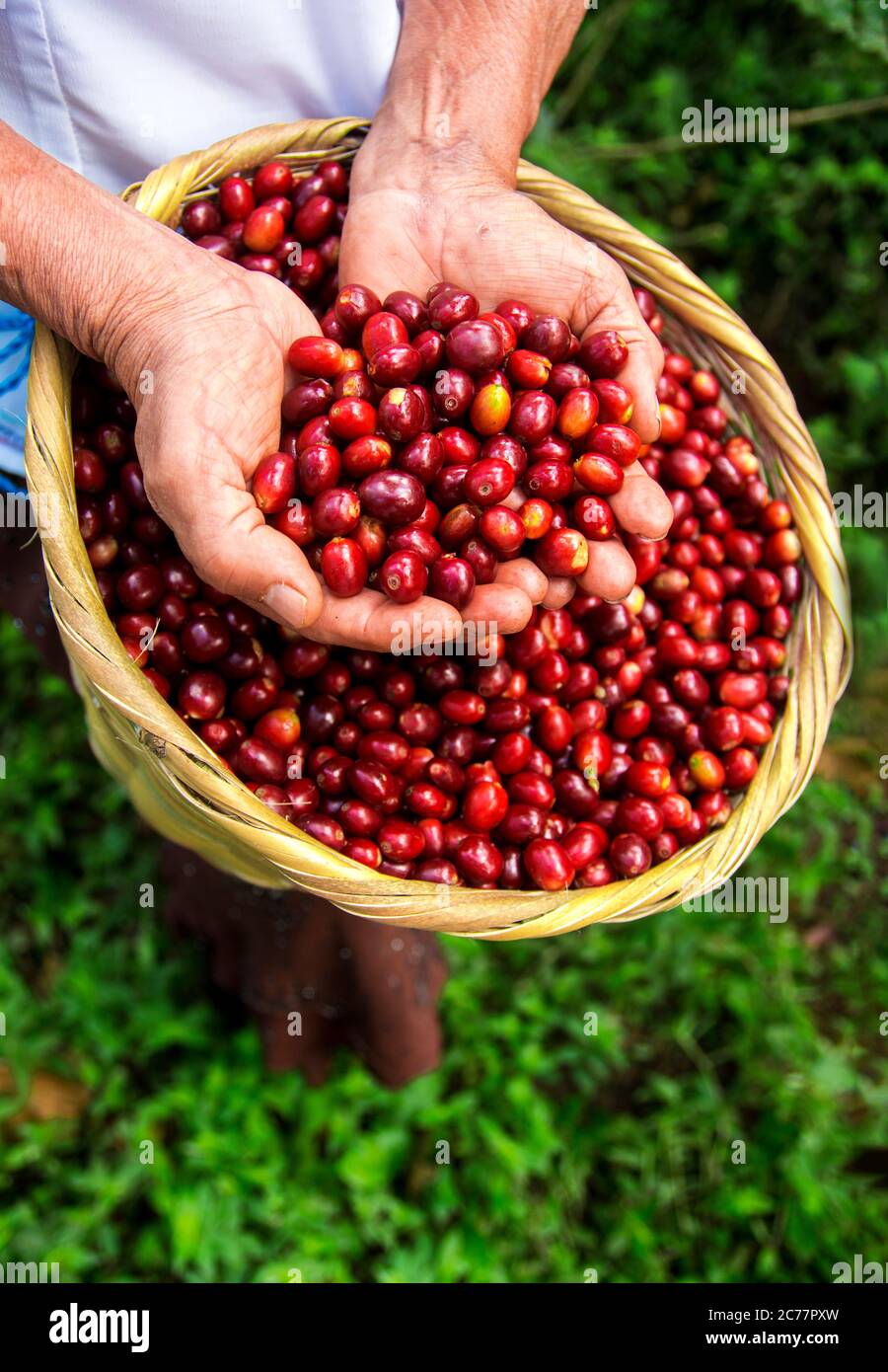 Ripe coffee berries inside hires stock photography and images Alamy
