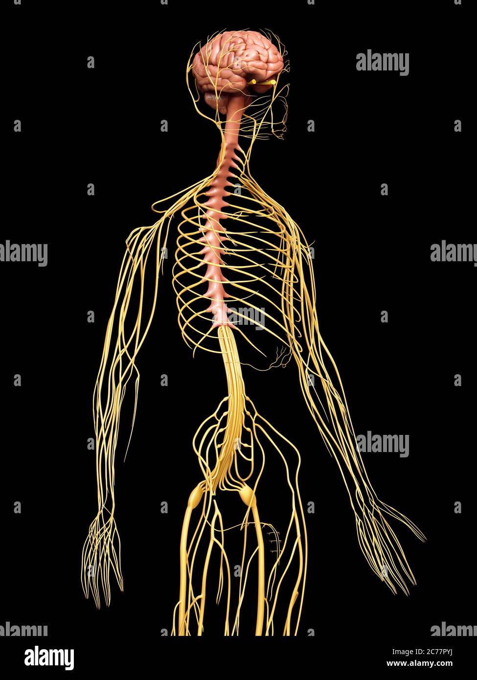 3d rendered medically accurate illustration of the nervous system Stock ...